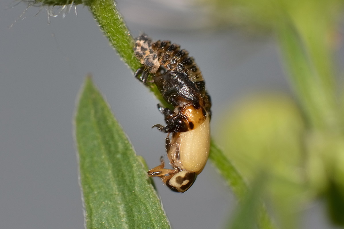 Metamorfosi di Hippodamia variegata, Coccinellidae